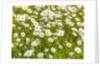 Daisy flowers by Assaf Frank